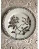 Assiette plate terre de fer  Creil et Montereau modèle "pommier" tiges et fleurs Sépia 19ème siècle