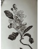 Ravier Creil et Montereau modèle "pommier" tiges et fleurs Sépia 19ème siècle